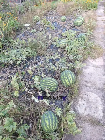 Prodej zahrady, Podbořany, Sídliště Míru, 241 m2