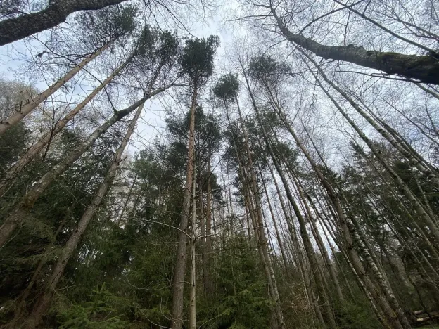 Prodej pozemku, Volfířov - Brandlín, 5958 m2