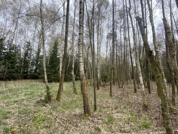 Prodej pozemku, Volfířov - Brandlín, 5958 m2