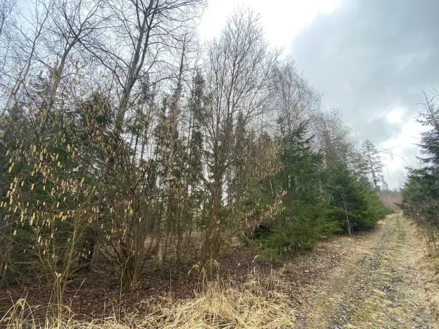 Prodej lesa, Kolinec - Buršice, 5195 m2