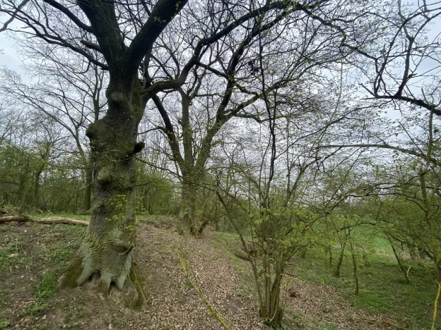 Prodej pozemku, Štětí - Brocno, 1107 m2