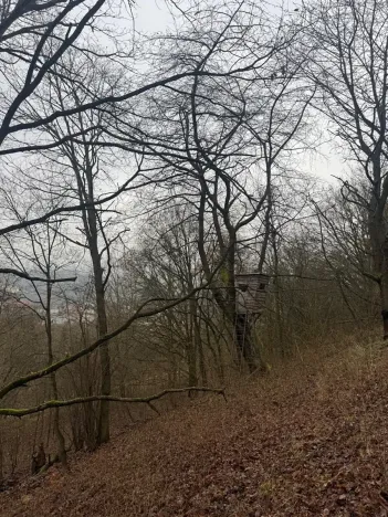 Prodej lesa, Ústí nad Labem, 41840 m2