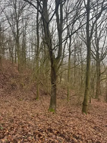 Prodej lesa, Ústí nad Labem, 41840 m2