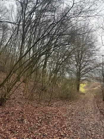 Prodej lesa, Ústí nad Labem, 41840 m2