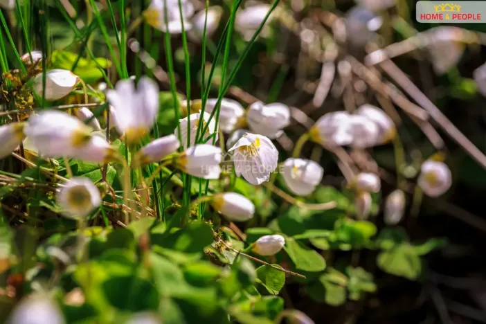 Prodej chaty, Samopše - Přívlaky, 36 m2