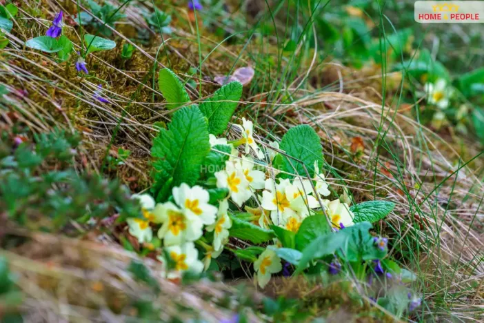 Prodej chaty, Samopše - Přívlaky, 36 m2