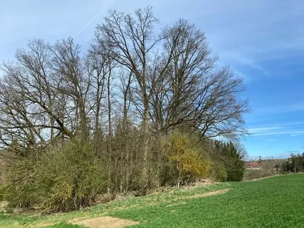 Dražba louky, Okrouhlá Radouň, 17482 m2