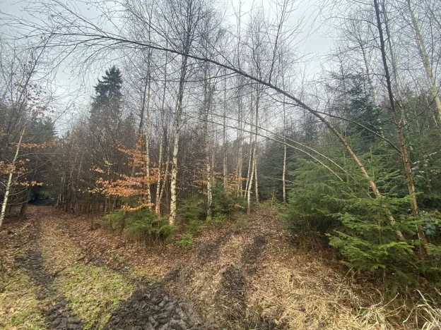 Prodej lesa, Kolinec - Buršice, 3423 m2