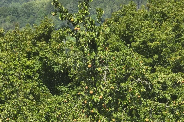 Prodej sadu/vinice, Vojkovice - Jakubov, 199287 m2