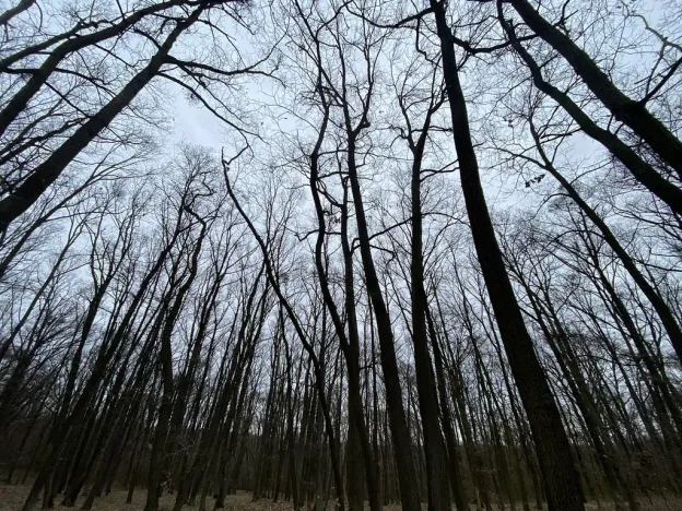 Prodej lesa, Silůvky, 2829 m2