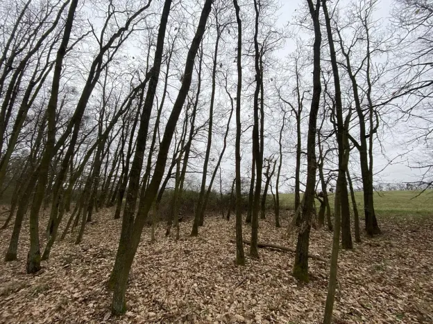 Prodej lesa, Silůvky, 174 m2