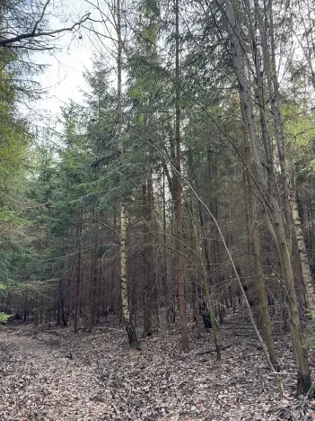 Prodej lesa, Rájec, 5476 m2