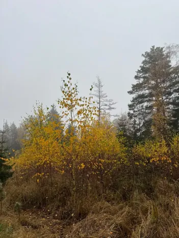 Prodej lesa, Úboč, 13538 m2