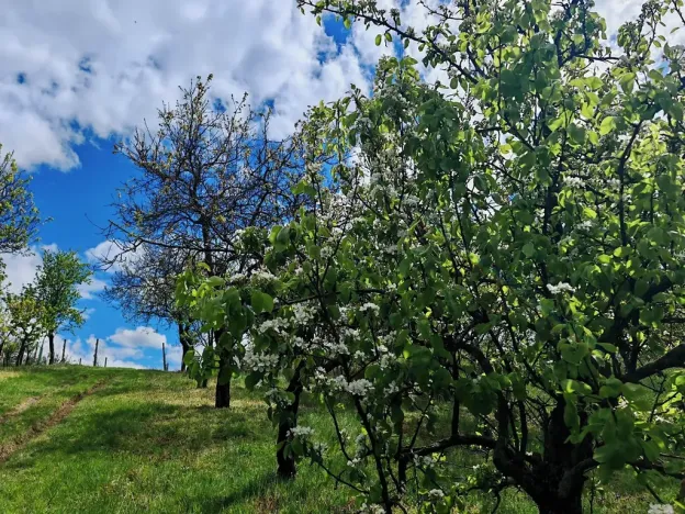 Prodej rodinného domu, Židlochovice, Masarykova, 250 m2