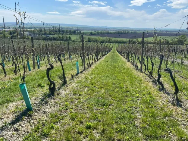 Prodej sadu/vinice, Mikulov, Nová, 4809 m2