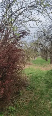 Prodej pozemku pro bydlení, Viničné Šumice, 2431 m2