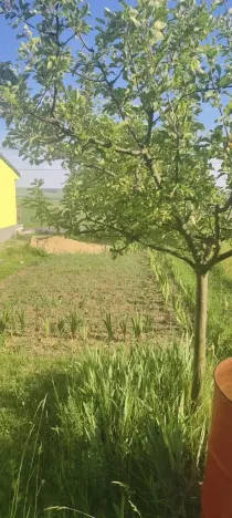 Prodej pozemku pro bydlení, Viničné Šumice, 2431 m2