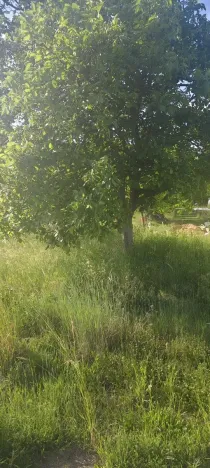 Prodej pozemku pro bydlení, Viničné Šumice, 2431 m2