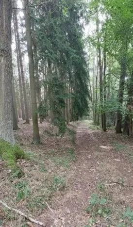 Prodej lesa, Červená Řečice, 150 m2
