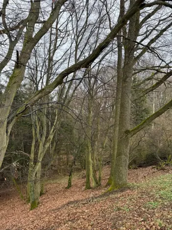 Prodej podílu lesa, Pertoltice, 4226 m2