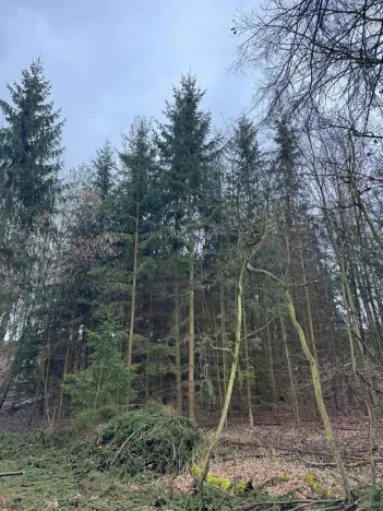Prodej podílu lesa, Pertoltice, 4226 m2