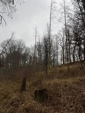 Prodej podílu lesa, Pertoltice, 4226 m2