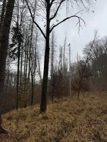 Prodej podílu lesa, Pertoltice, 4226 m2