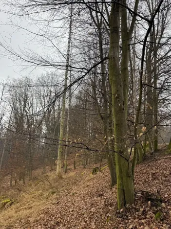 Prodej podílu lesa, Pertoltice, 4226 m2