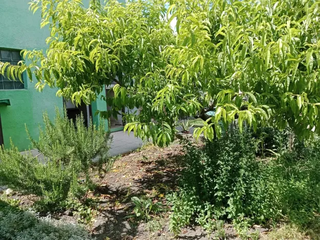 Prodej rodinného domu, Hrušovany nad Jevišovkou, 300 m2