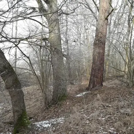 Prodej lesa, Řípec, 27546 m2