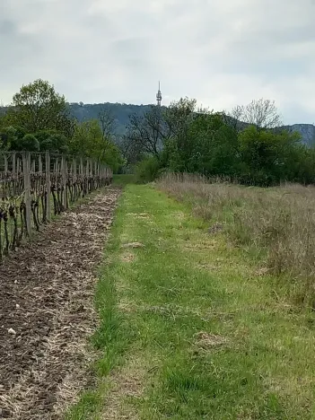 Prodej pozemku pro bydlení, Dolní Věstonice, 1941 m2