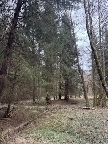 Prodej lesa, Mrákov, 34704 m2