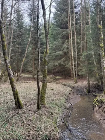 Prodej lesa, Mrákov, 34704 m2