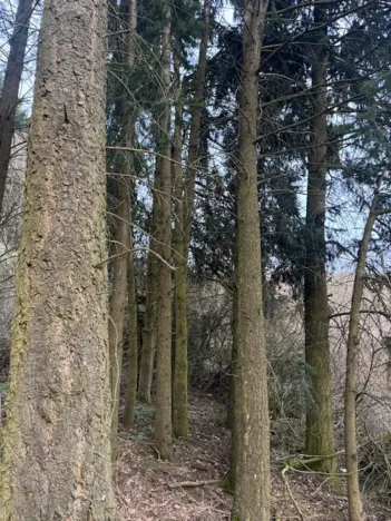 Prodej lesa, Mrákov, 34704 m2