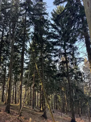 Prodej lesa, Liberec, 14111 m2