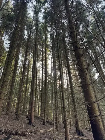 Prodej lesa, Liberec, 14111 m2