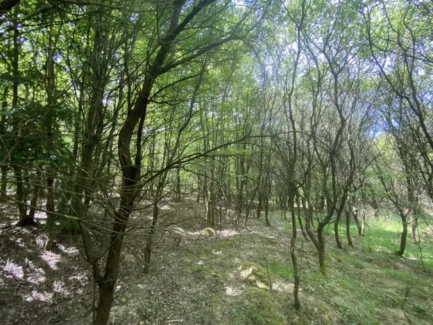 Prodej lesa, Šarovy, 11619 m2