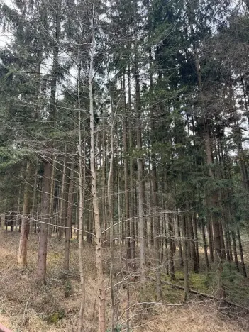 Prodej lesa, Žimutice, 2720 m2