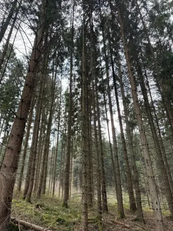 Prodej lesa, Žimutice, 2720 m2