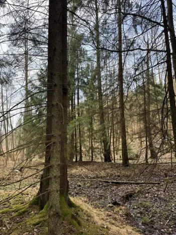 Prodej lesa, Žimutice, 2720 m2