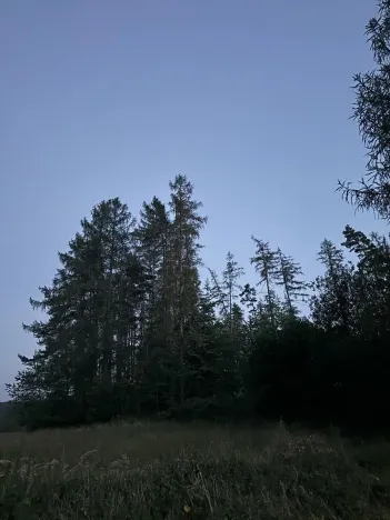 Prodej lesa, Proseč, 7493 m2