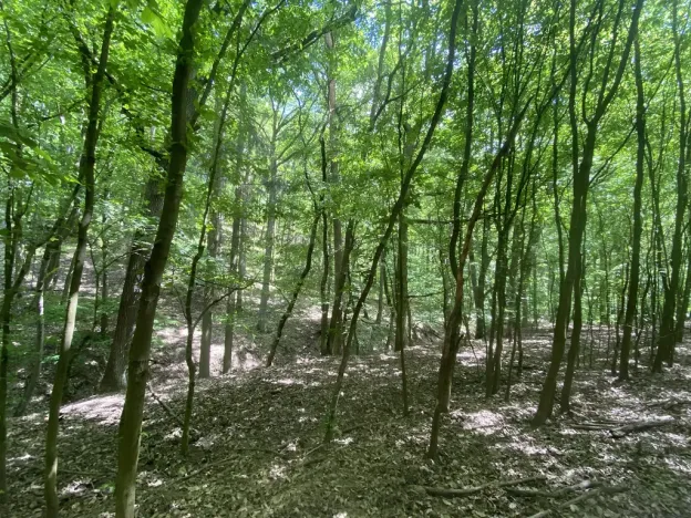Prodej lesa, Silůvky, 310 m2