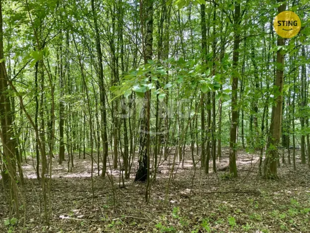 Prodej lesa, Městečko Trnávka - Pěčíkov, 16440 m2