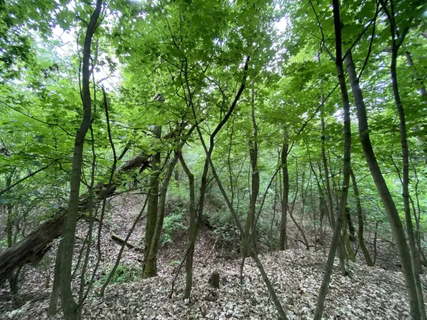 Prodej lesa, Silůvky, 697 m2