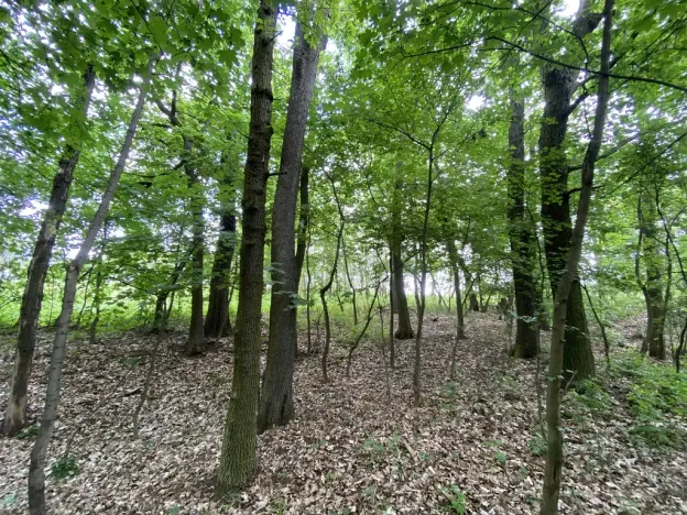 Prodej lesa, Silůvky, 697 m2
