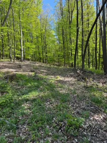Prodej lesa, Hřivínův Újezd, 3320 m2
