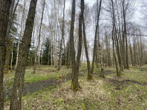 Prodej pozemku, Volfířov - Brandlín, 5958 m2