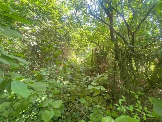 Dražba pozemku pro bydlení, Moravský Písek, 2722 m2