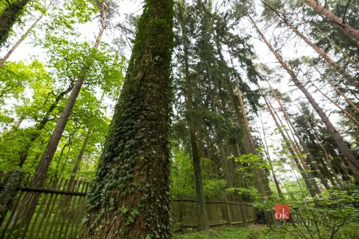 Prodej pozemku pro bydlení, Letkov, 1366 m2