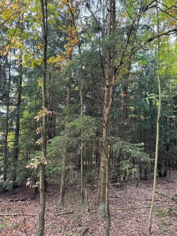 Prodej lesa, Chrášťany, 3640 m2